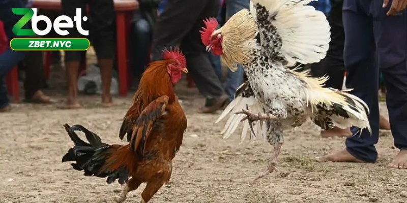 Kinh nghiệm cùng các kỹ thuật chơi đá gà Zbet hiệu quả