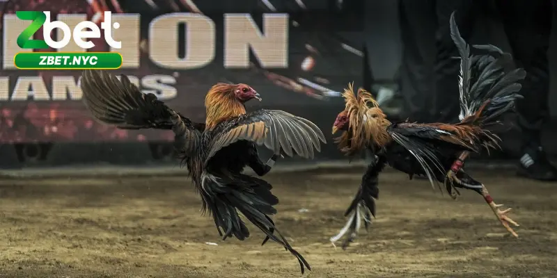 Đá Gà Campuchia Zbet – Trải Nghiệm Đỉnh Cao Cho Dân Cá Cược 3 Xem đá gà trực tiếp, cá cược trực tuyến, nhận ngàn ưu đãi
