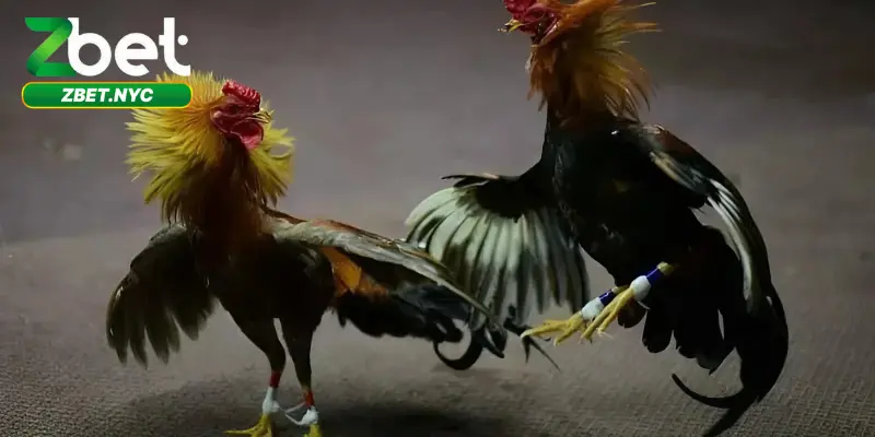 Đá Gà Campuchia Zbet – Trải Nghiệm Đỉnh Cao Cho Dân Cá Cược 2 Chiến kê dũng mãnh, quy định nghiêm ngặt