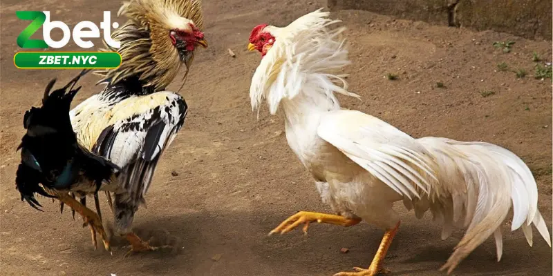 Đá Gà Campuchia Zbet – Trải Nghiệm Đỉnh Cao Cho Dân Cá Cược 1 Giới thiệu sơ lược về trò chơi đá gà Campuchia