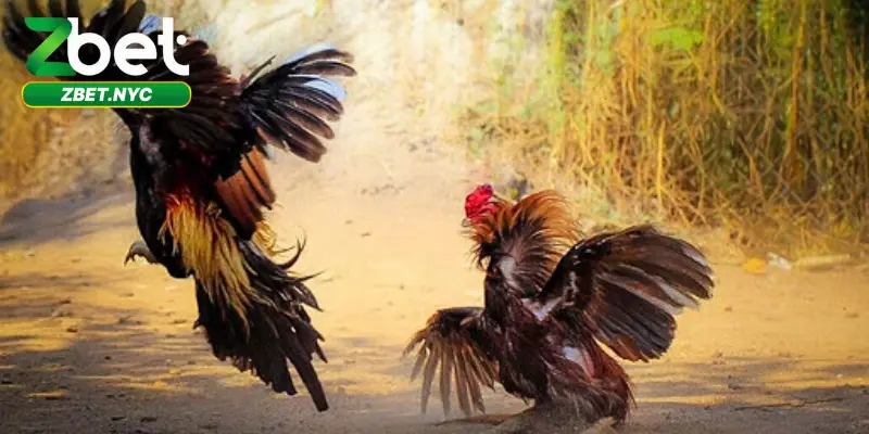 Đá Gà Campuchia Zbet – Trải Nghiệm Đỉnh Cao Cho Dân Cá Cược 4 Zbet cung cấp nền tảng xem và đặt cược đá gà Thomo ổn định