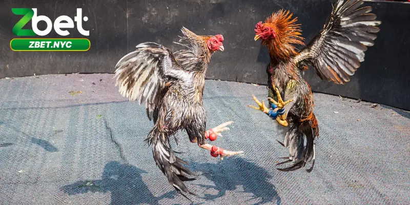 Đá Gà Cựa Sắt Siêu Kịch Tính – Cược Ngay, Thắng Đậm 3 Chơi game an toàn, giao dịch bảo mật tuyệt đối