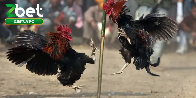 Đá Gà Cựa Sắt Siêu Kịch Tính – Cược Ngay, Thắng Đậm 2 Cá cược trực tiếp full HD, không giật lag