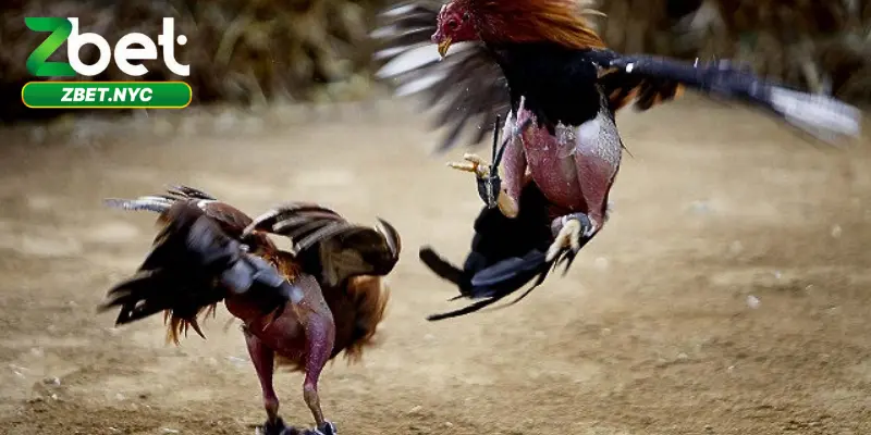 Đá Gà Cựa Sắt Siêu Kịch Tính – Cược Ngay, Thắng Đậm 2 Tổng quan về đá gà cựa sắt