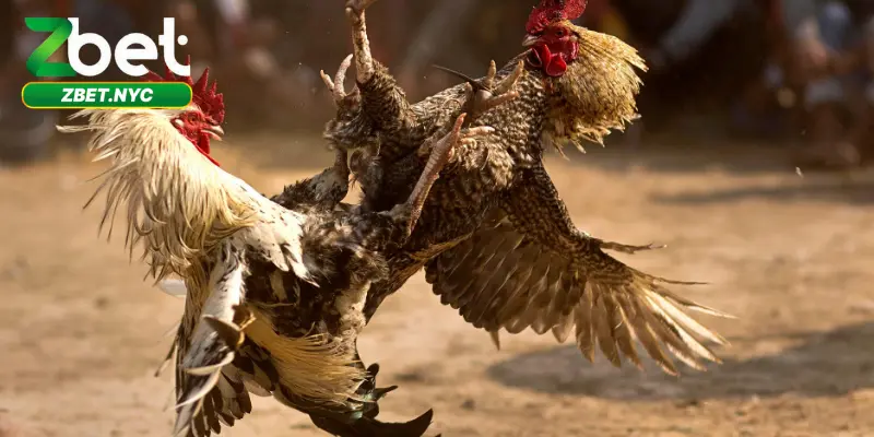 Đá Gà Cựa Sắt Siêu Kịch Tính – Cược Ngay, Thắng Đậm 4 Hướng dẫn tham gia đá gà cựa sắt tại nhà cái Zbet