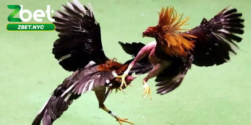 Đá Gà Trực Tiếp – Cá Cược Xanh Chính Tại Nhà Cái Zbet 2 Loại hình đá gà hiện tại