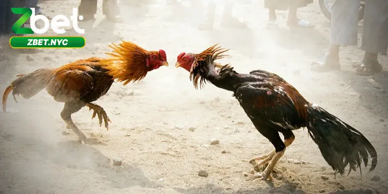 Đá Gà Trực Tiếp – Cá Cược Xanh Chính Tại Nhà Cái Zbet 1 Một vài thông tin thú vị về đá gà trực tiếp