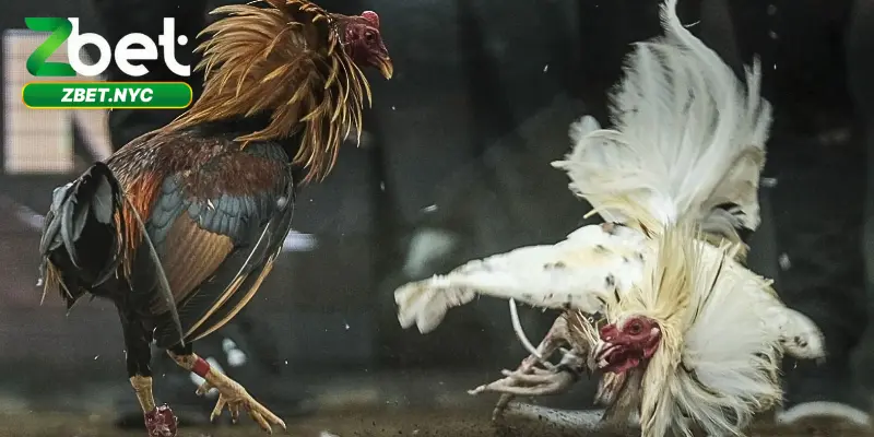 Đá Gà Trực Tiếp – Cá Cược Xanh Chính Tại Nhà Cái Zbet 4 Cửa Meron cho gà chủ nhà