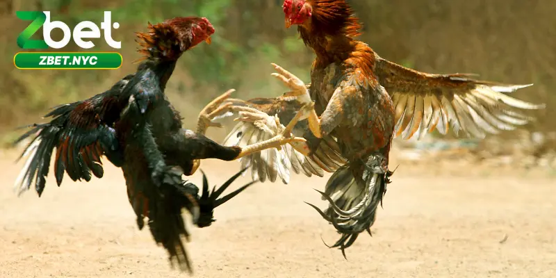 Đăng ký tài khoản tham gia cá cược đá gà tại Zbet