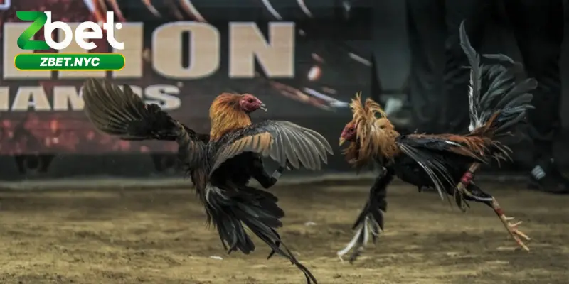 Loại hình đá gà tre thú vị tại Zbet