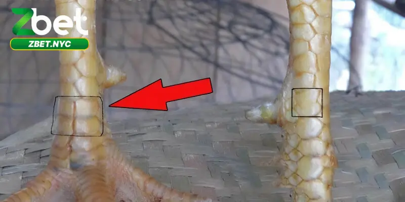 Vảy Gà Phủ Địa – Bí Quyết Chọn Gà Chọi Bách Chiến Bách Thắng 3 Vảy Gà Phủ Địa – Anh em nên học hỏi một vài bí quyết chọn giống phủ địa