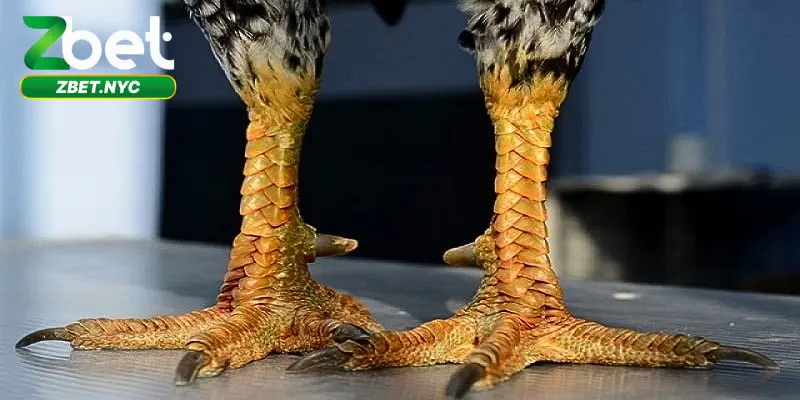 Vảy Gà Phủ Địa – Bí Quyết Chọn Gà Chọi Bách Chiến Bách Thắng 2 Vảy Gà Phủ Địa – Gà phủ địa mang ý nghĩa lớn trong thi đấu