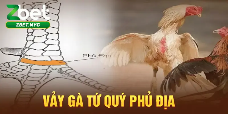 Vảy Gà Phủ Địa – Bí Quyết Chọn Gà Chọi Bách Chiến Bách Thắng 3 Vảy Gà Phủ Địa – Giải đáp lý do nên chọn giống gà này trên trường đấu